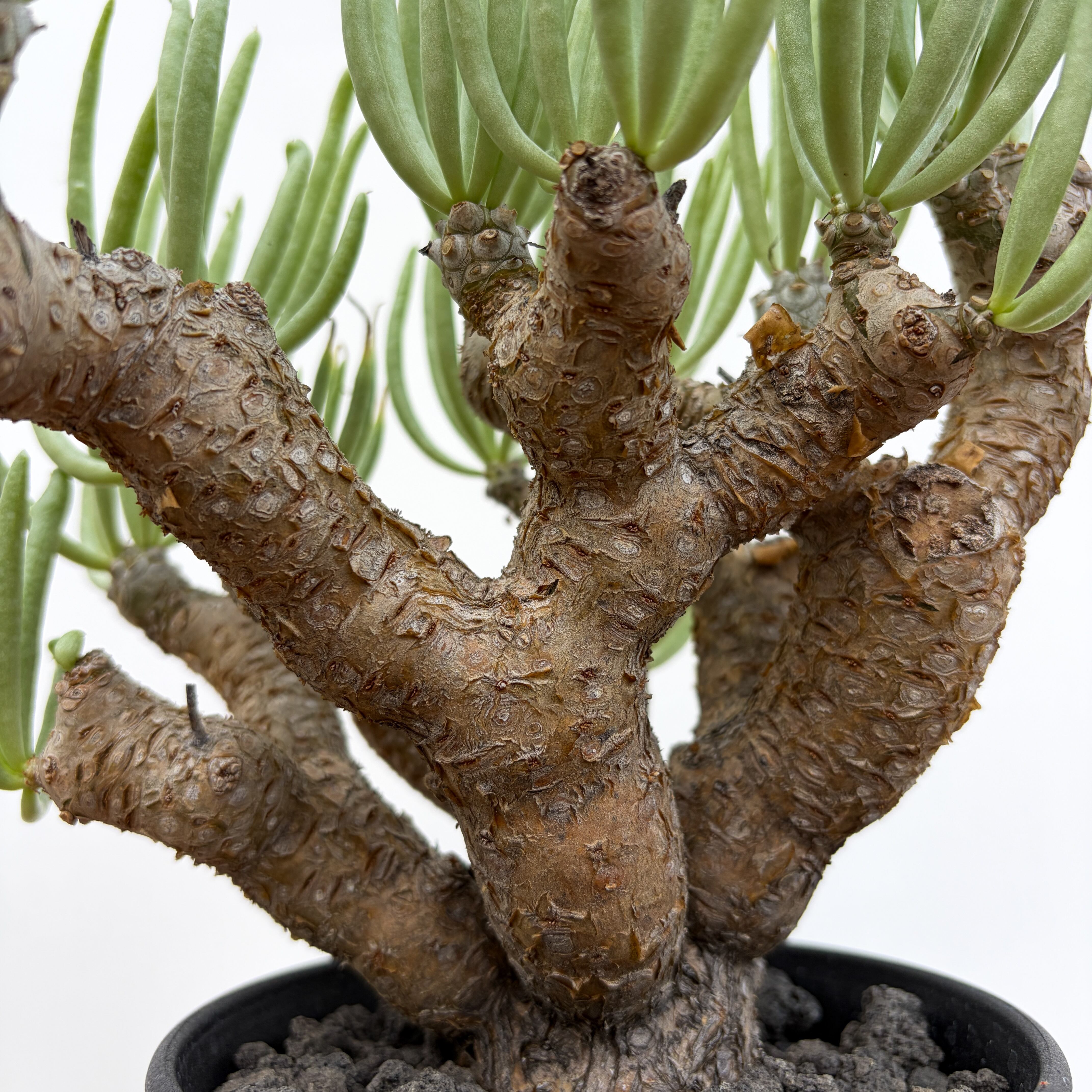 Tylecodon rubrovenosus ﻿【チレコドン・ルブロベノーサス】 | RIMO'S