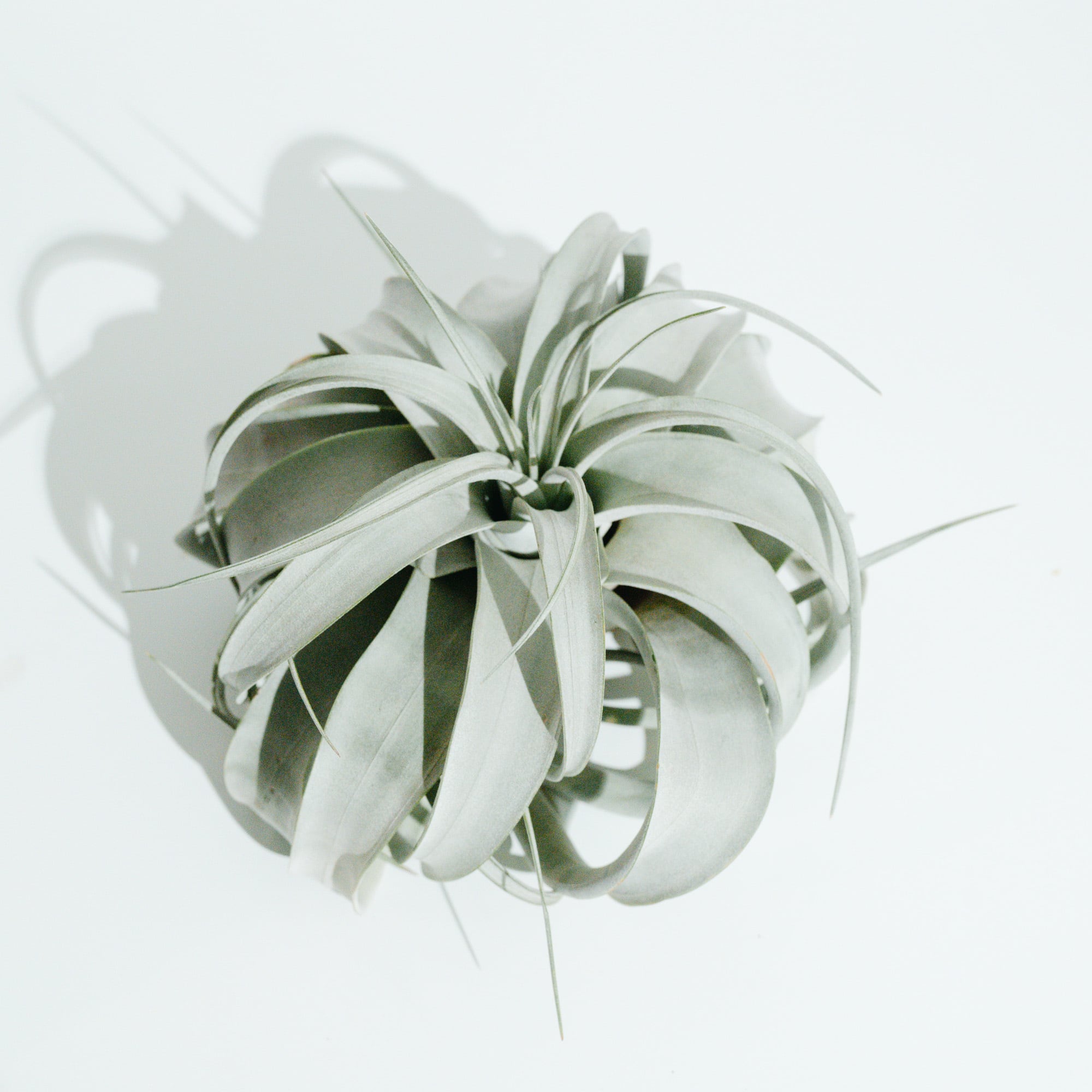 アンスリウム・レッドクリスタリナム ミシェル×ミシェル