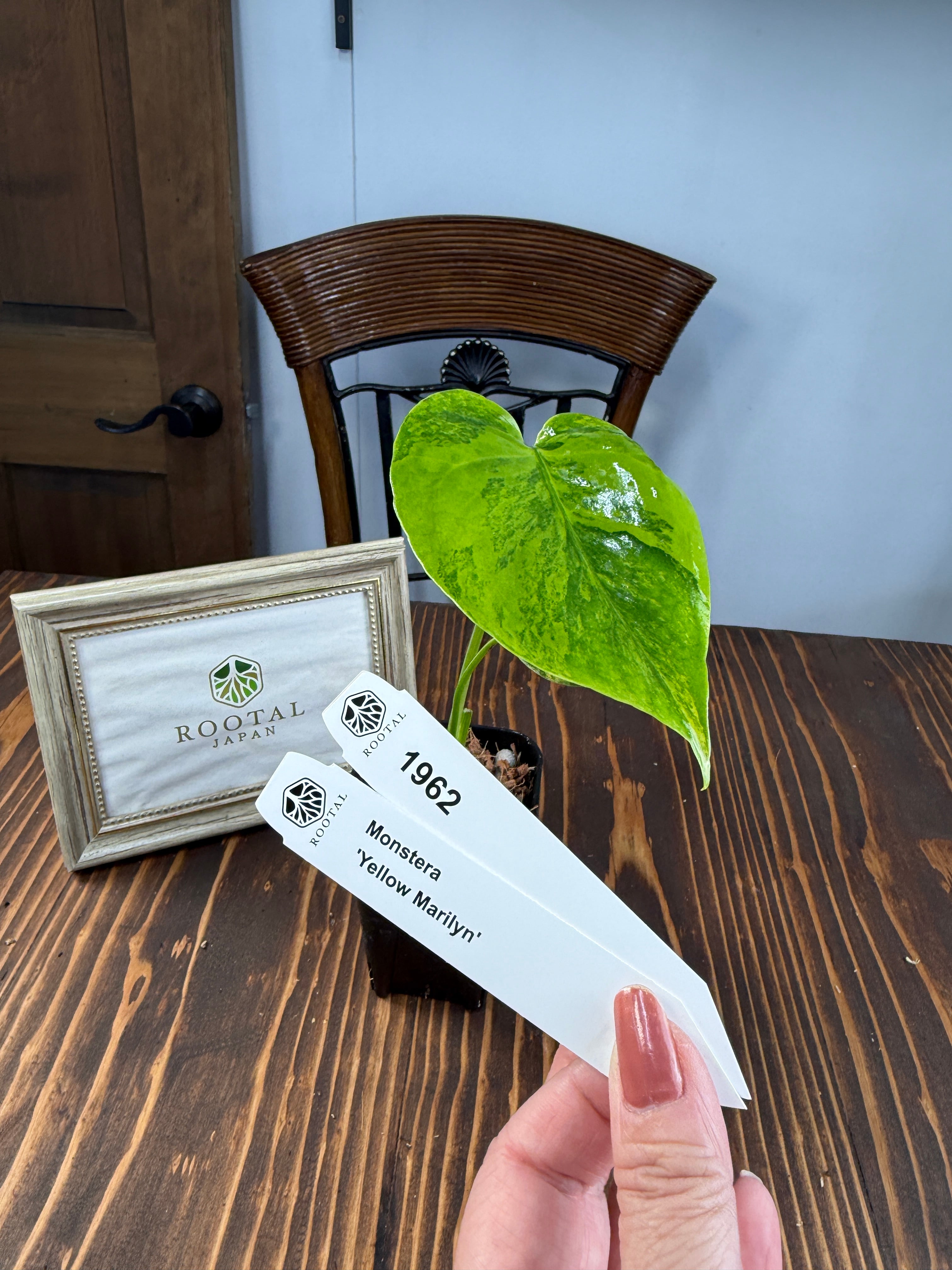 ★1962モンステラ デリシオーサイエローマリリン(2.5号ロング硬質ポット) (斑入り少な目)