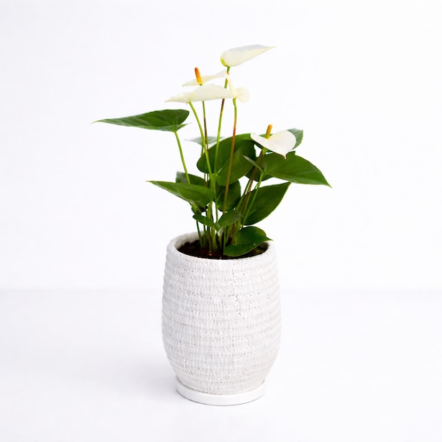 アンスリウム 5号 陶器　シエラホワイト