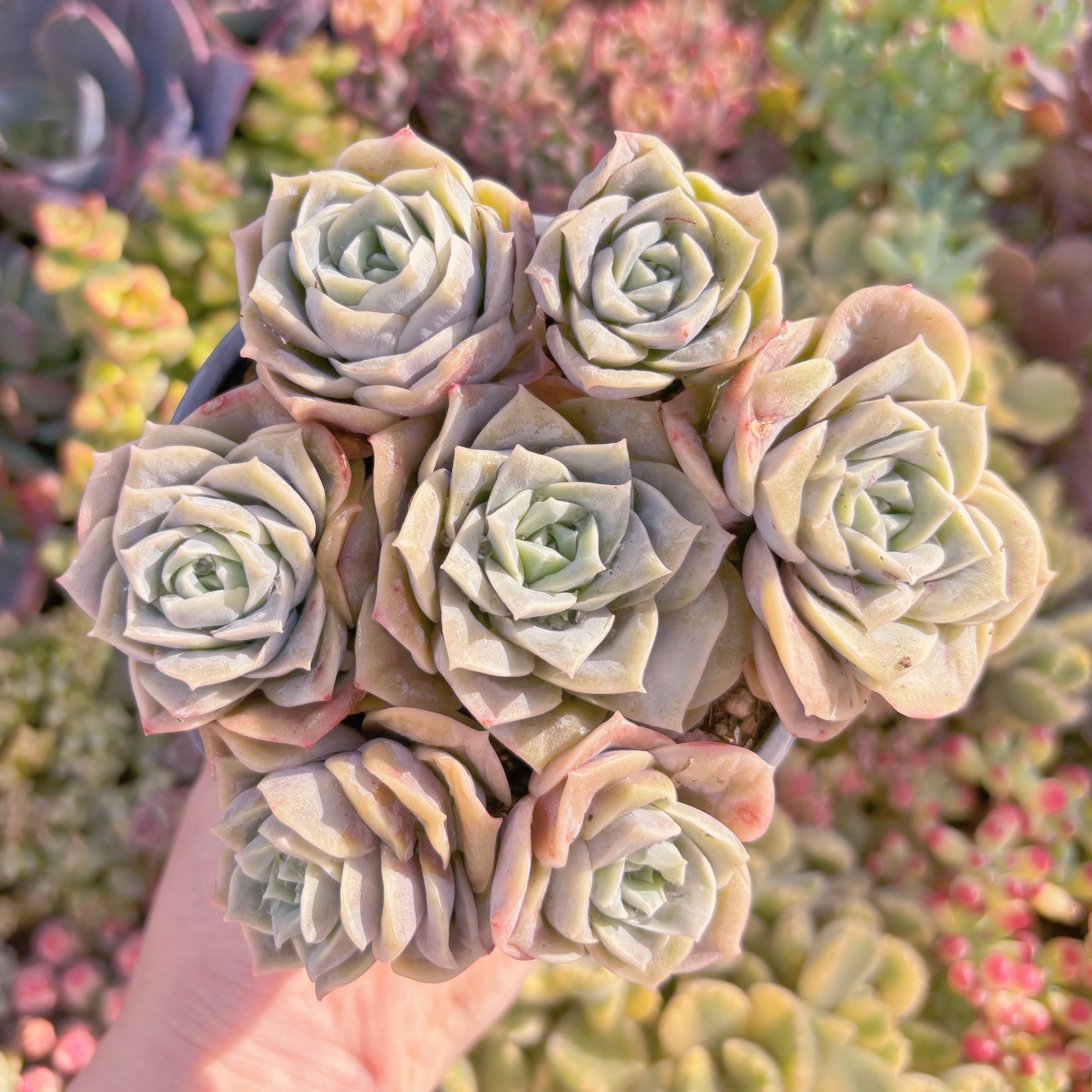 現品　ラブリーローズ#066　るる農園