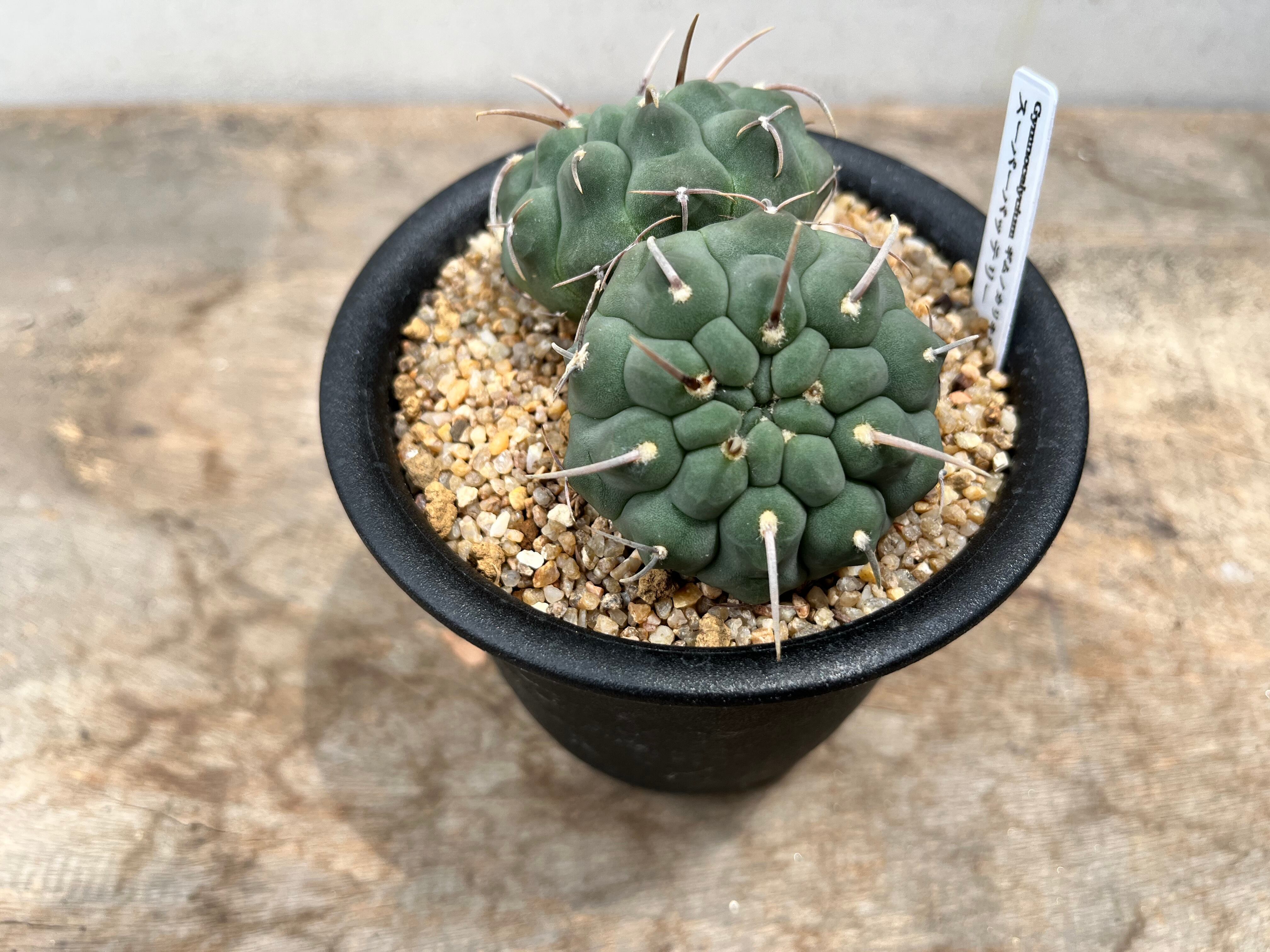 Gymnocalycium vatteri　ギムノカリキュウム　スーパーバッテリー　ダブルヘッド　一本刺　サボテン | plants MARU ー  多肉植物・サボテン・園芸グッズのお店 ー powered by BASE