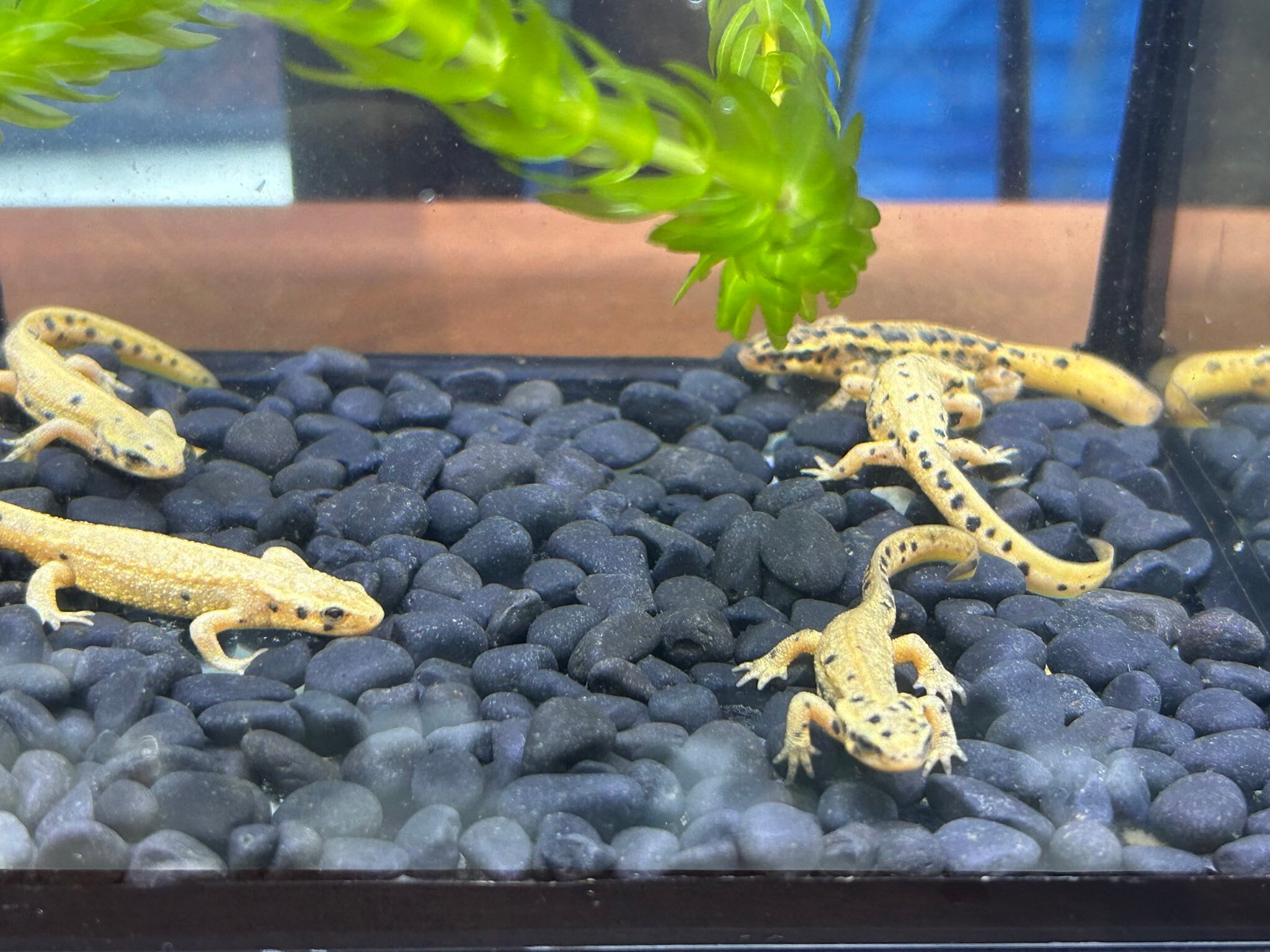 アカハライモリ色彩変化（5-7cm） （極上個体の子供） 水中生活、冷凍