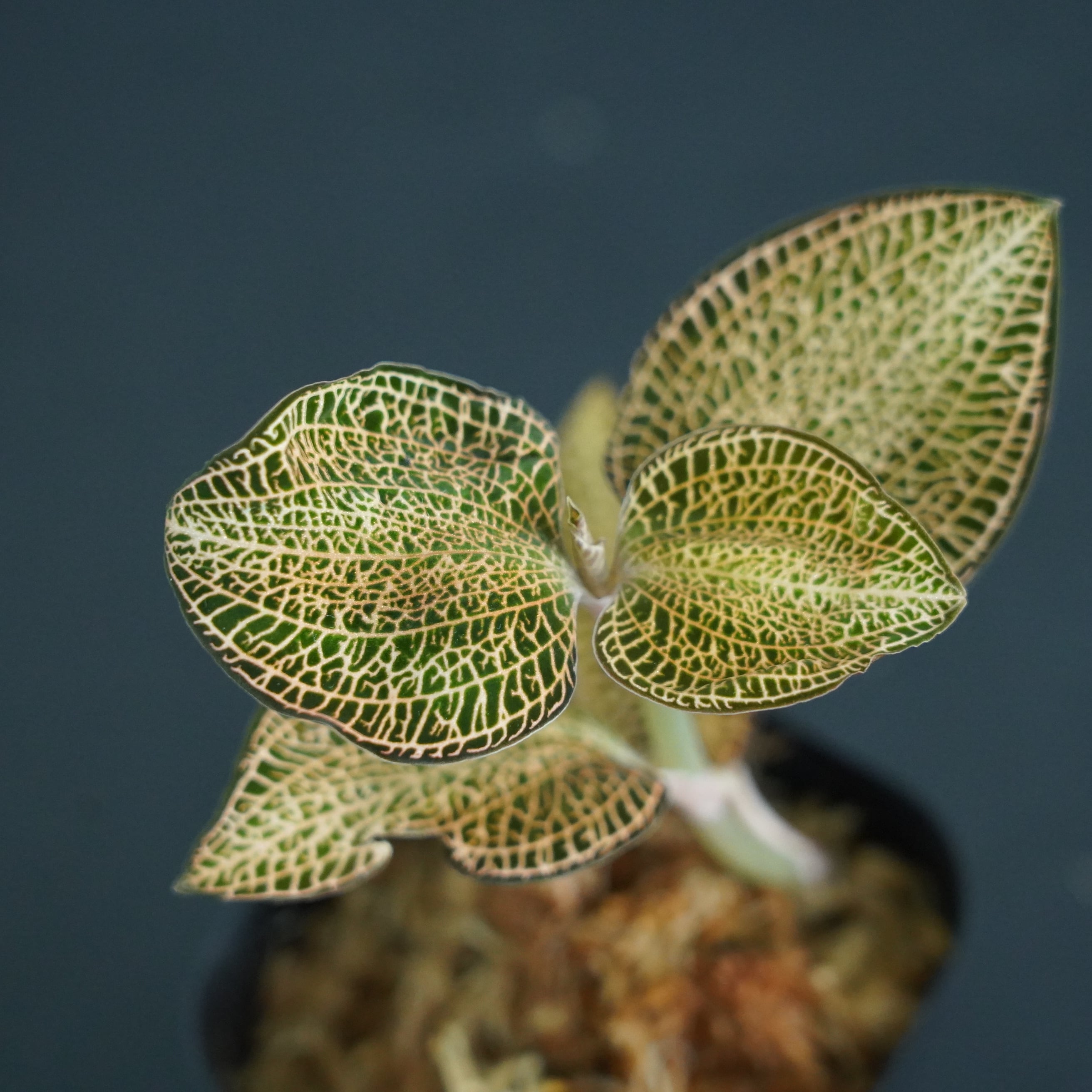 ◆現品◆アネクトキルス ロクスバーギー Gold Vein Type【ジュエルオーキッド宝石蘭/TheGAKI】#607