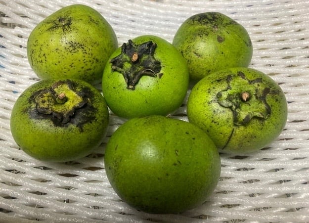 大玉　ブラックサポテ　沖縄産　4個1kg 魅惑の果実！沖縄産ブラックサポテ無農薬チョコレートプリンのお味