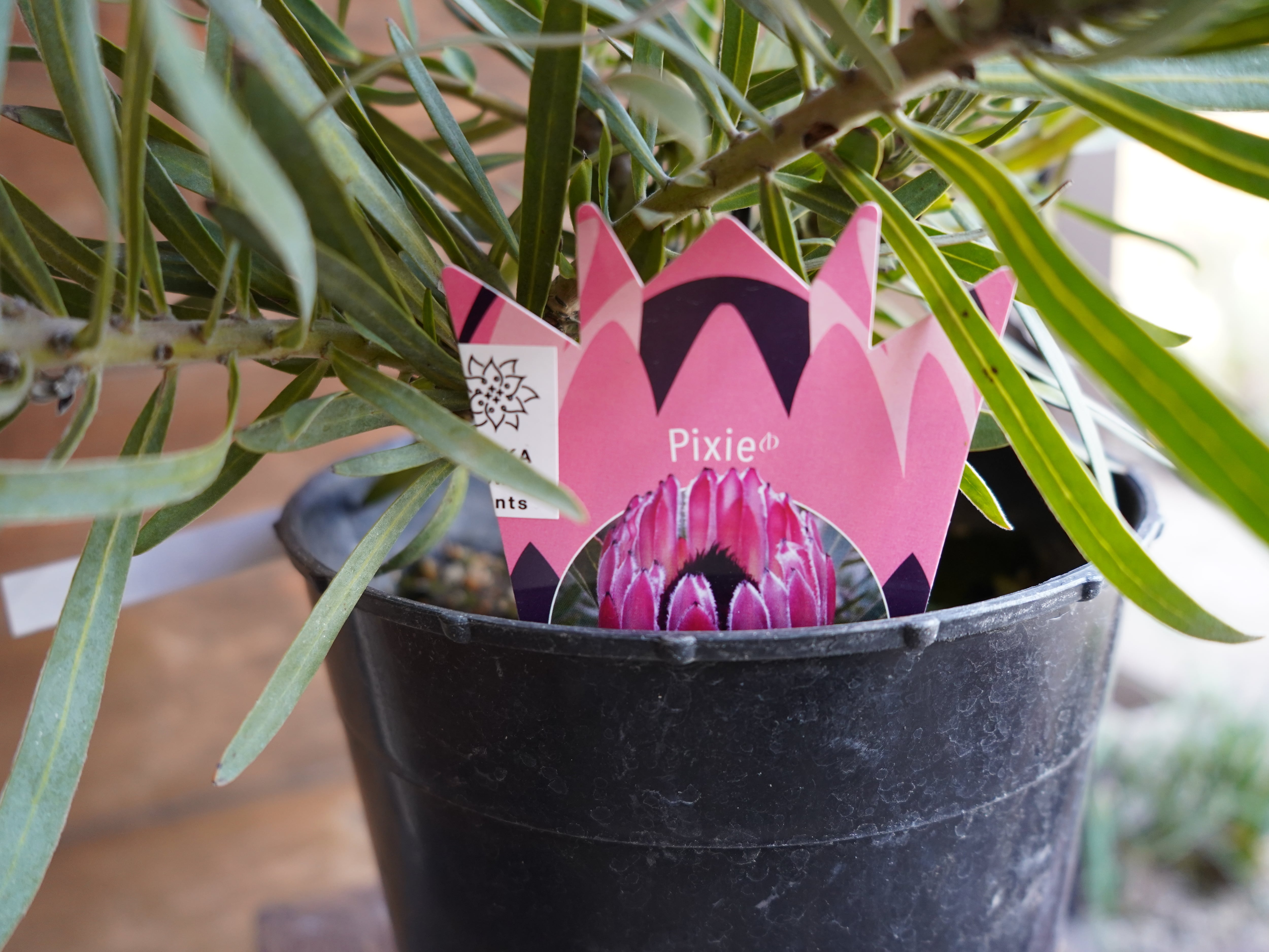 【現物】プロテア ”ピクシー”