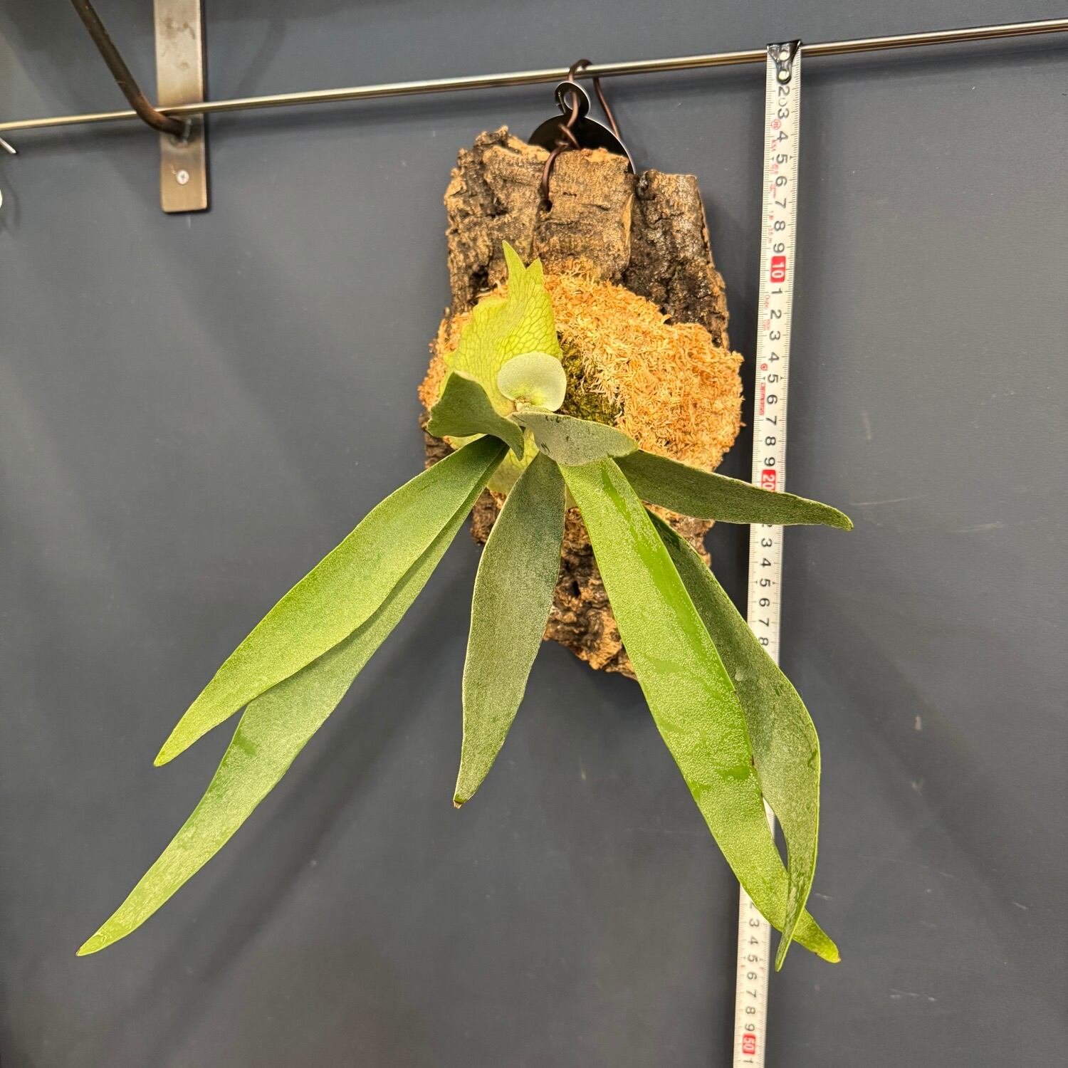 ビカクシダ ヴィーチー Platycerium veitchii ビカクシダ ベイチー Platycerium veitchii コウモリラン ビカクシダ