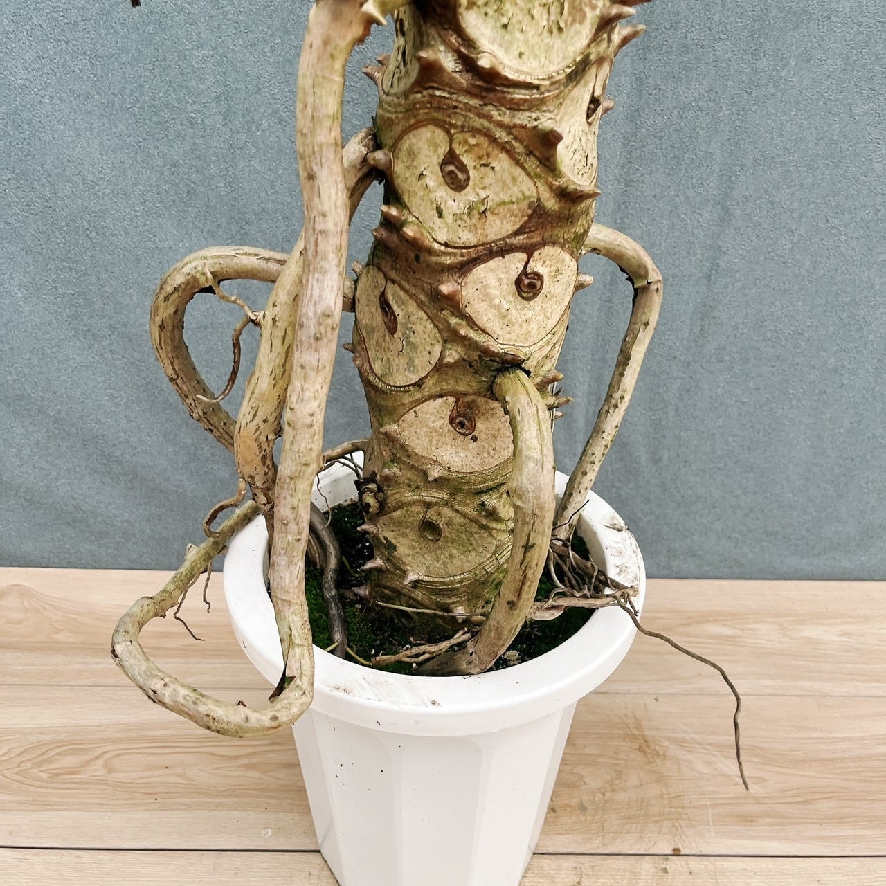 現品］R2 フィロデンドロン セローム 幹上がり 8号 観葉植物 大型 室内
