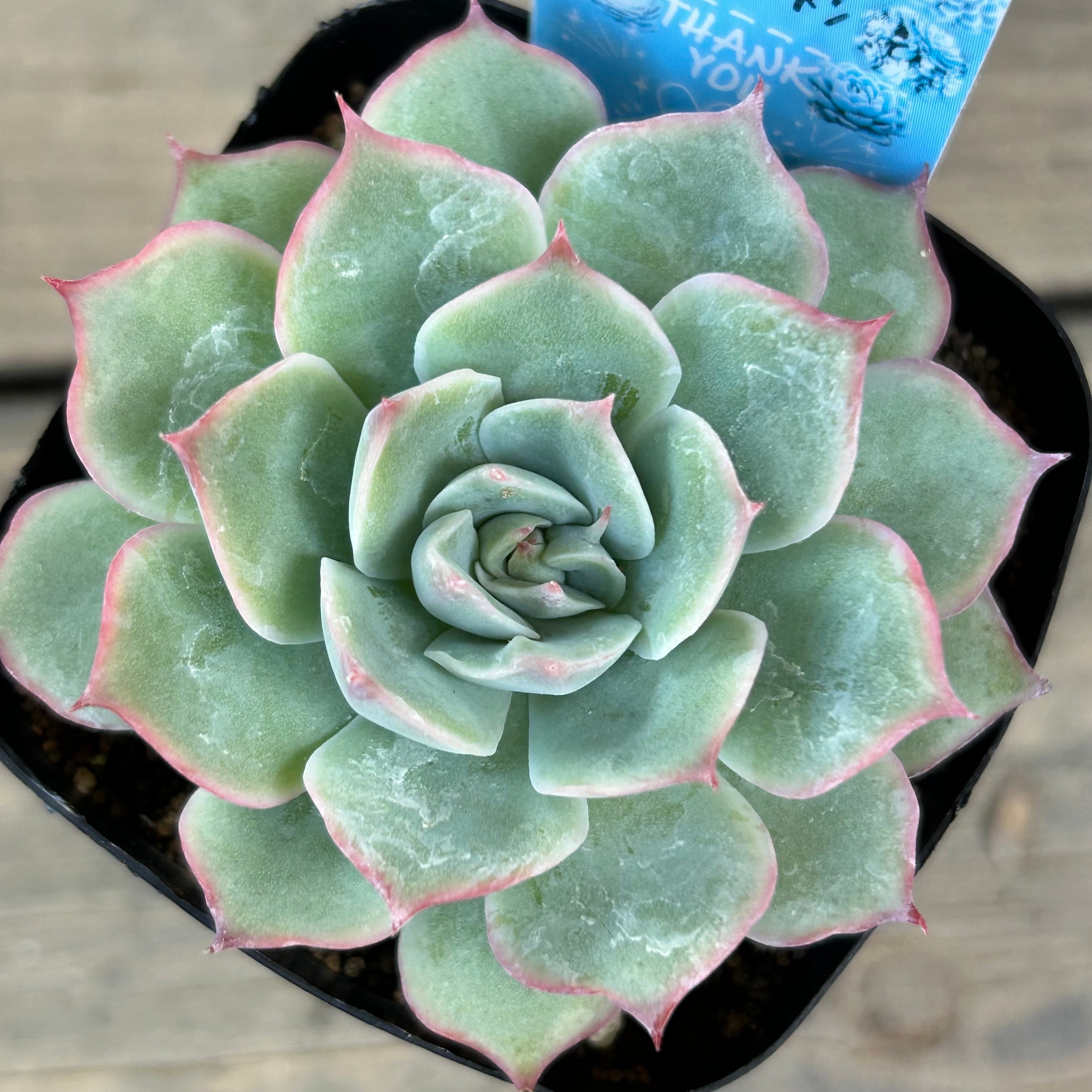 粉月影 | RuPo 多肉植物専門店