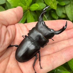 【美形・新成虫】香川県丸亀市綾歌町産オオクワガタペアCBF1個体(♂69mm)＃7238