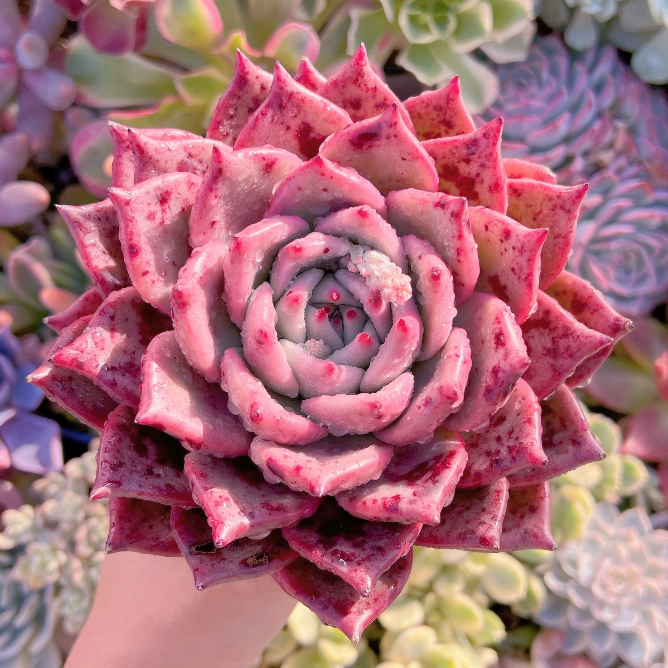 現品　ロメオxマリア#577　新入荷　レア特特大群生15cm　るる農園