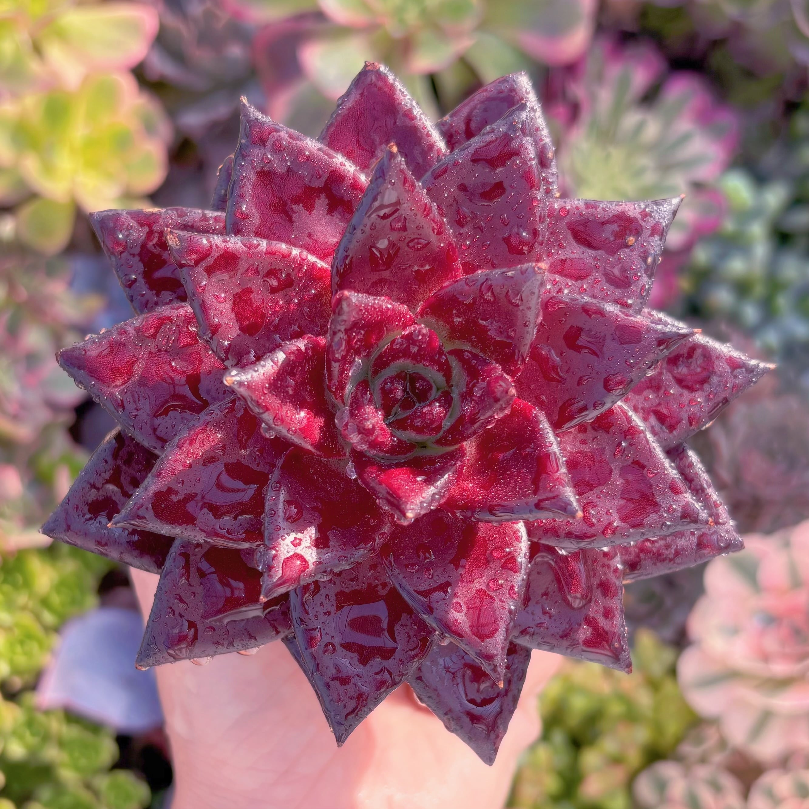 現品　ロメオルビン#614　超美苗　るる農園