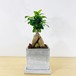ガジュマル・多幸の木　[観葉植物・1点もの] 　どの角度から見ても可愛らしいです！