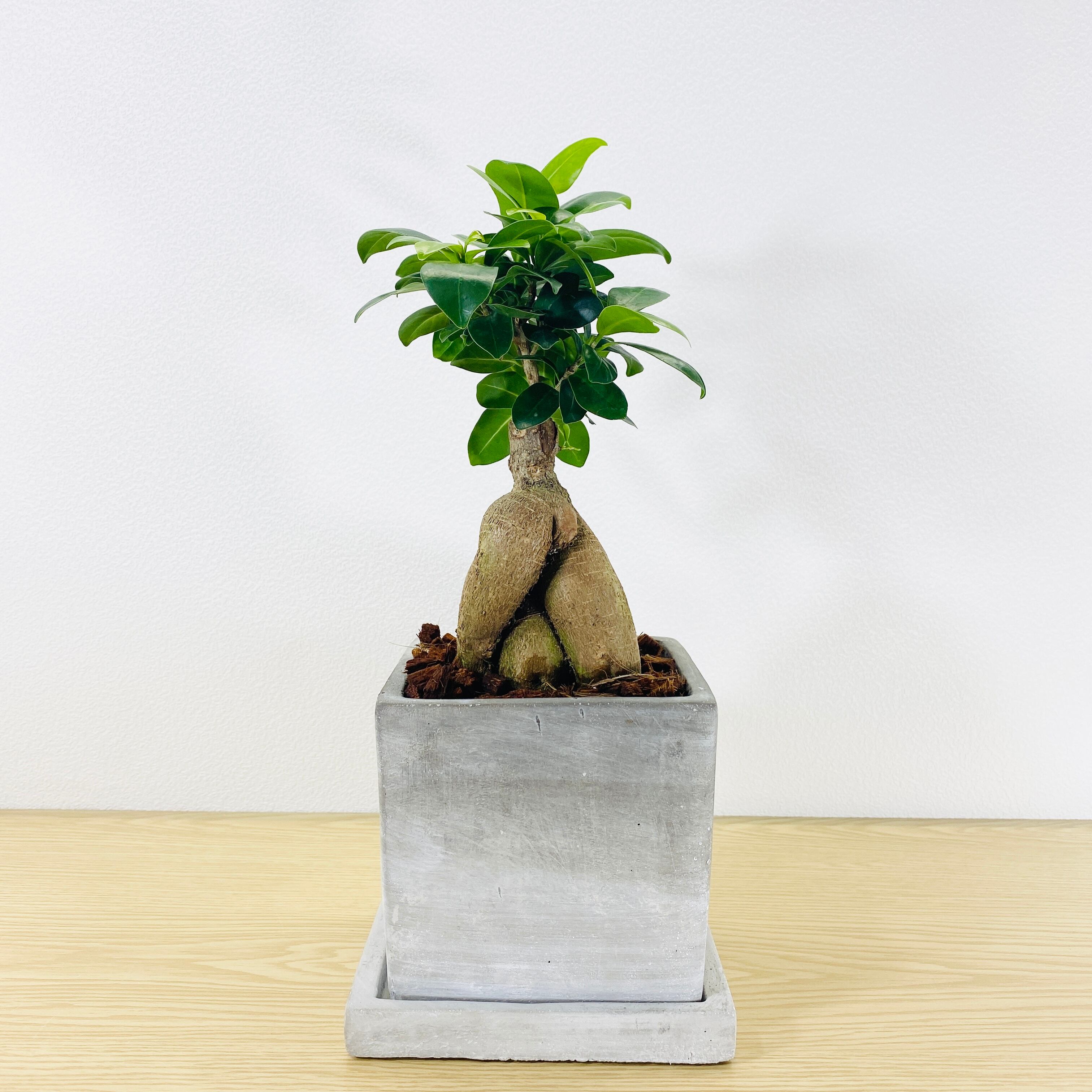 ガジュマル・多幸の木　[観葉植物・1点もの] 　どの角度から見ても可愛らしいです！