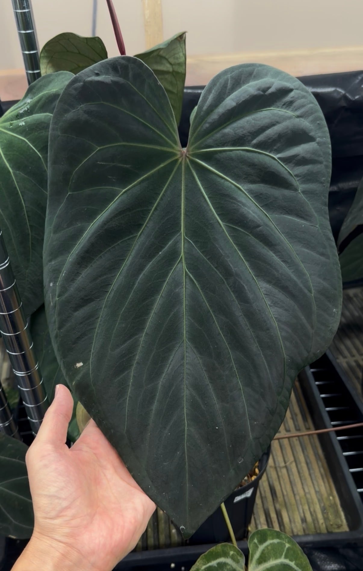 Anthurium 'Mint King' | anthuroom