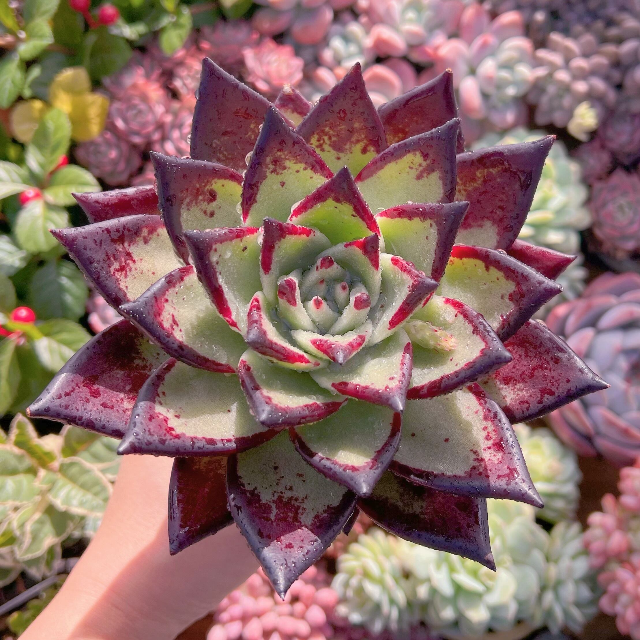 現品　黒魔王#A26   特大苗14cm　るる農園