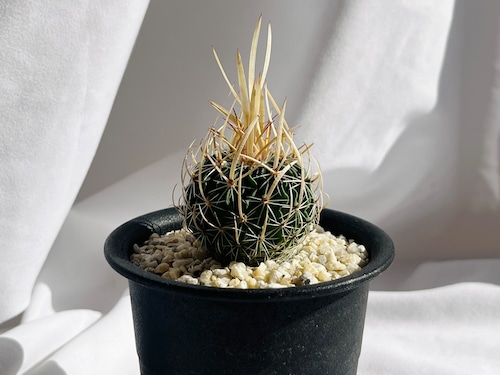 Echinofossulocactus　エキノフォスロカクタス　長刺振武玉　サボテン