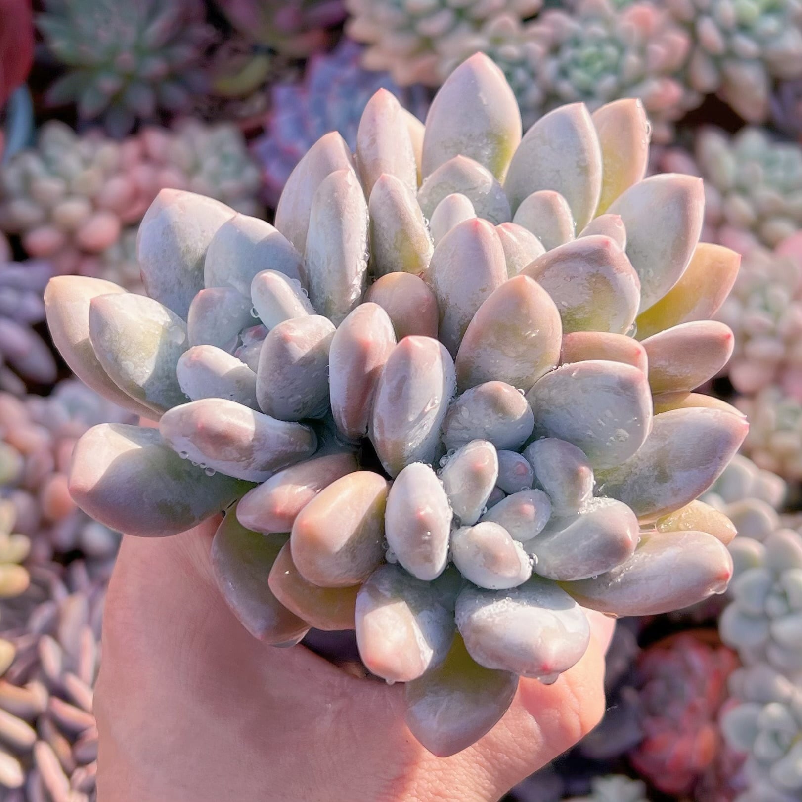 現品　香水#549　群生　るる農園