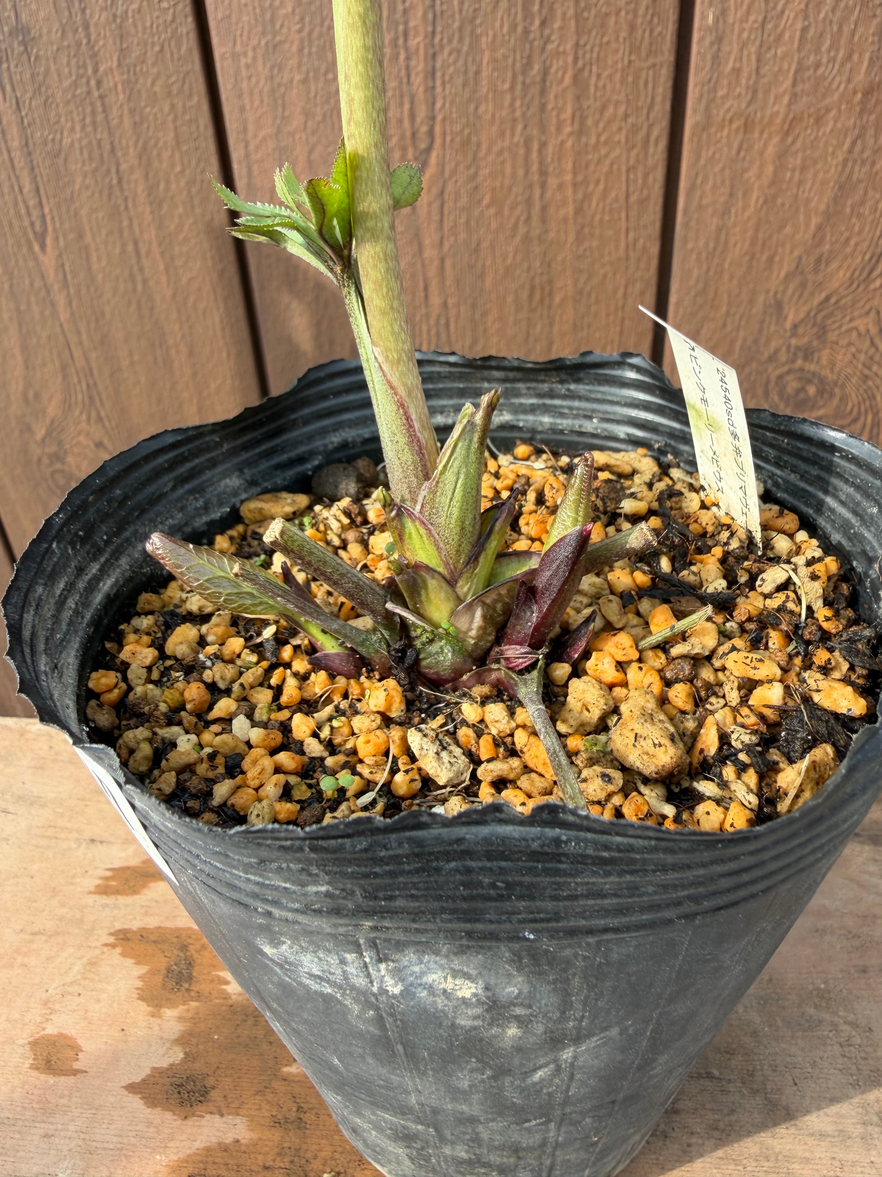 アンティークモーリー系多弁 ☆ピンクモーリーメビウス交配 加藤農園