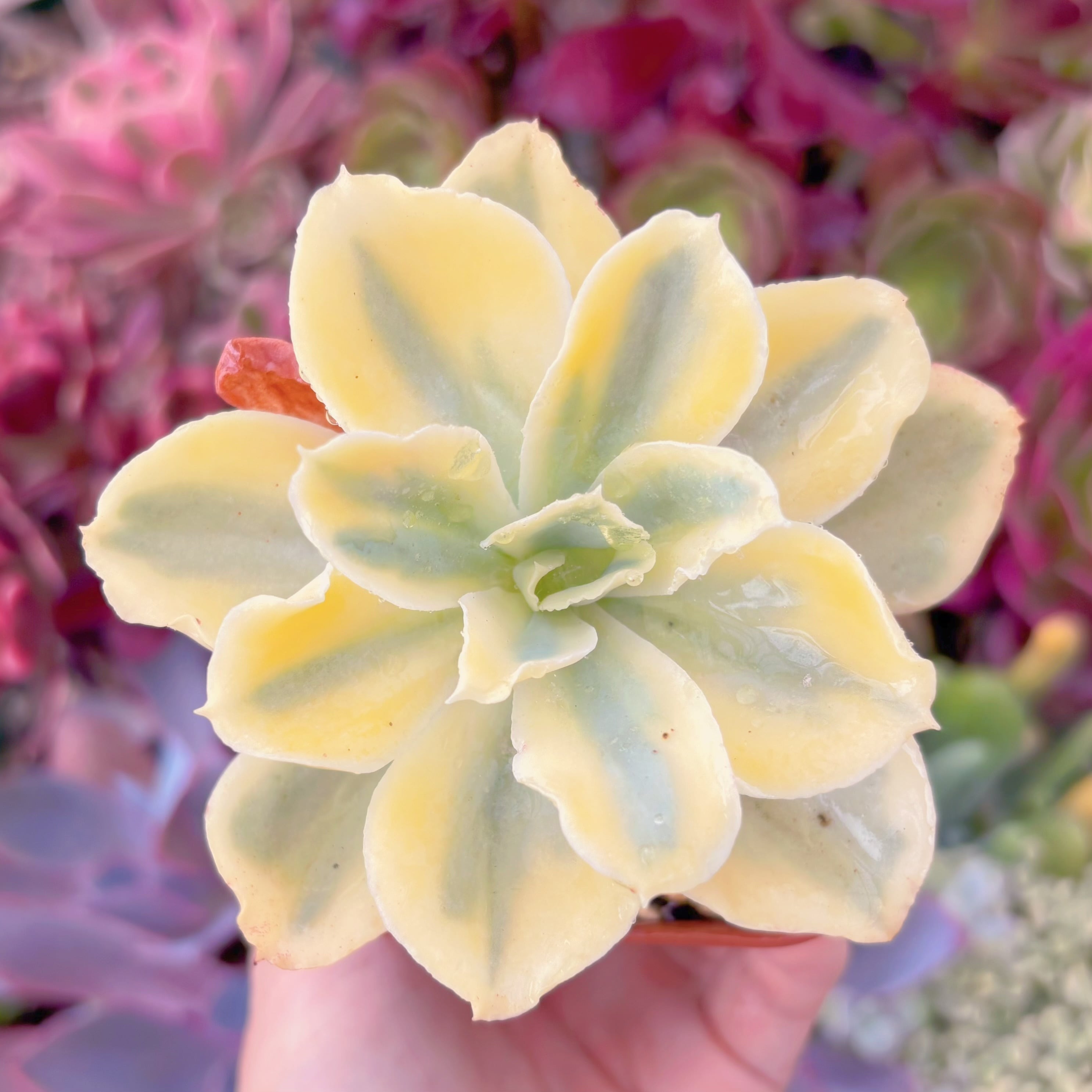 現品　moon river#E05　古株　るる農園