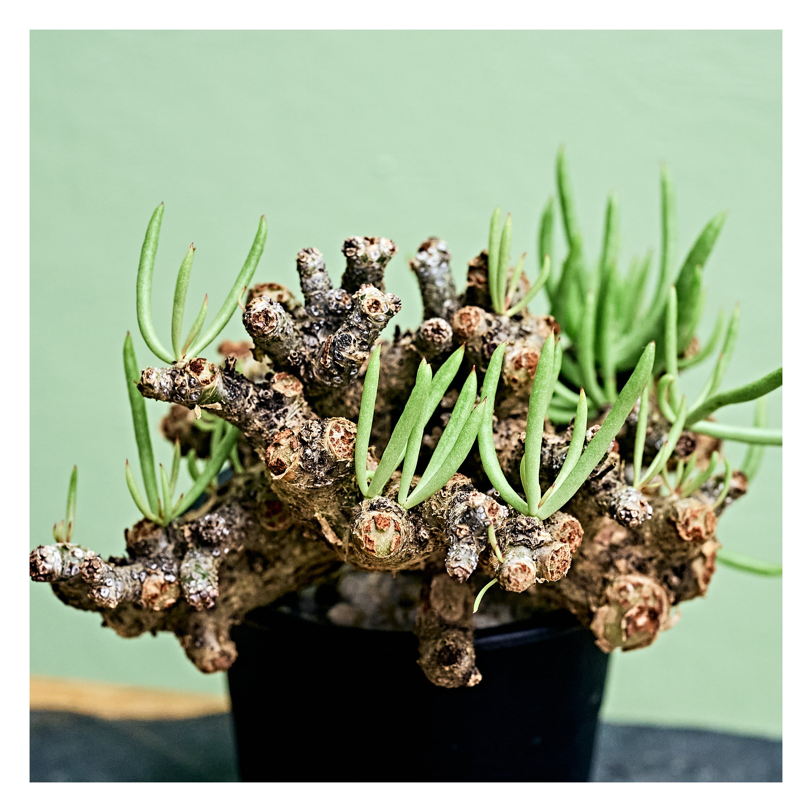 チレコドン ペアルソニー 白象 現地球 発根株(鉢付き) チレコドン