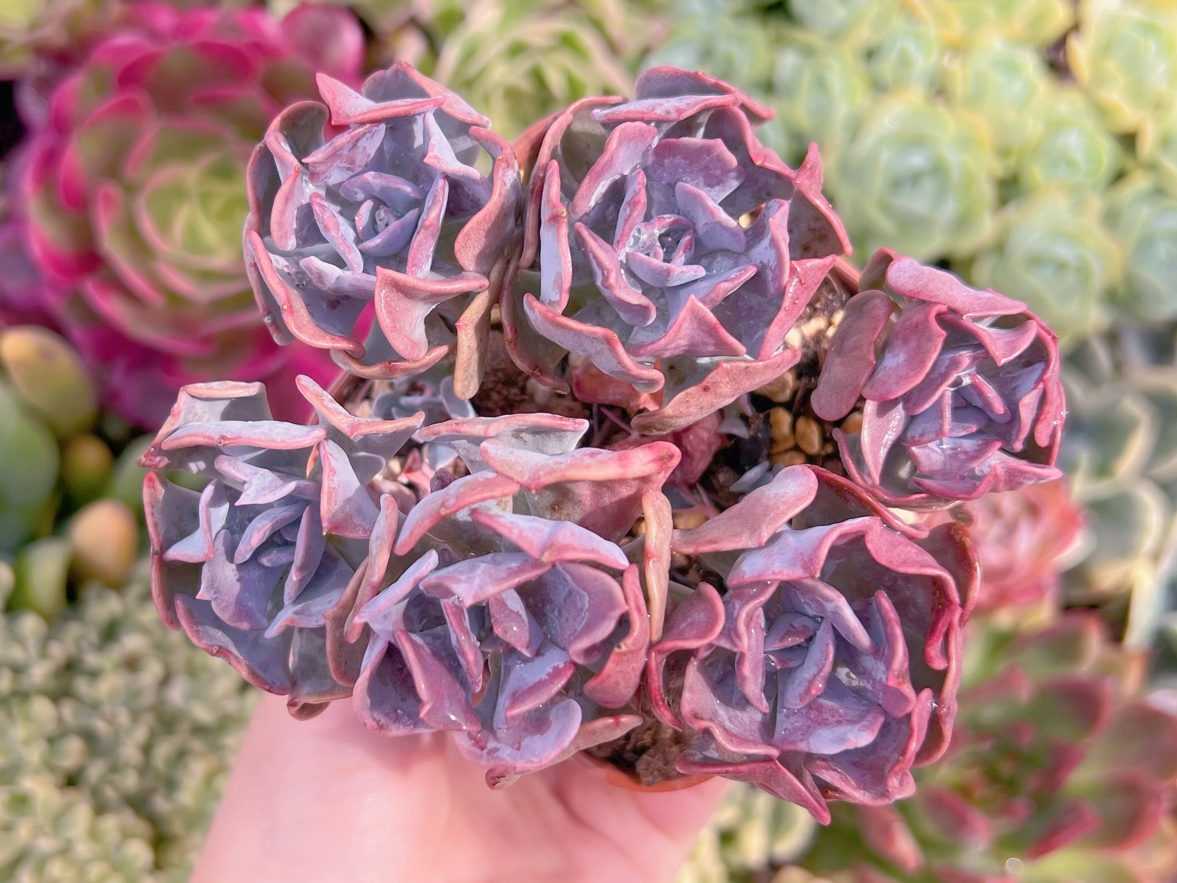 現品　キュービックフロスト#664　るる農園