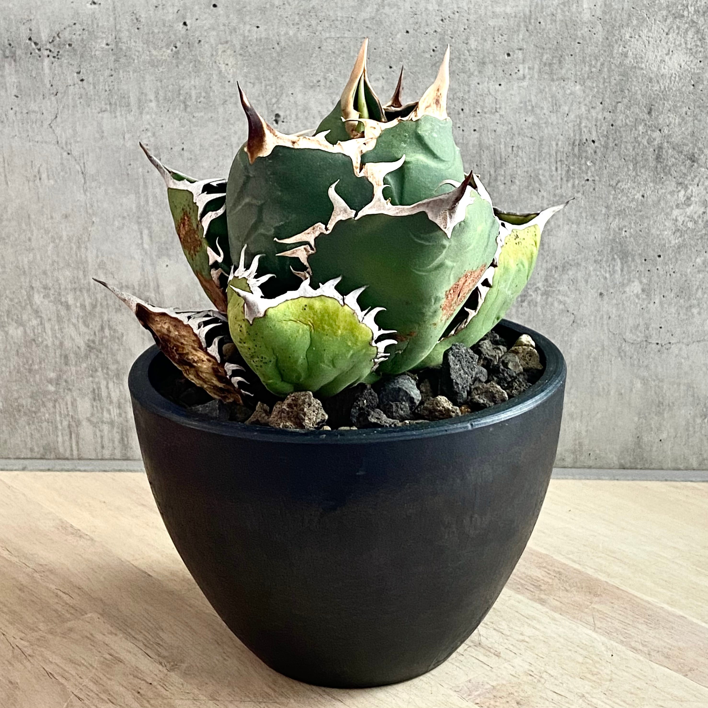 agave titanota oteroi/アガベ チタノタ オテロイ 【観葉植物】【多肉