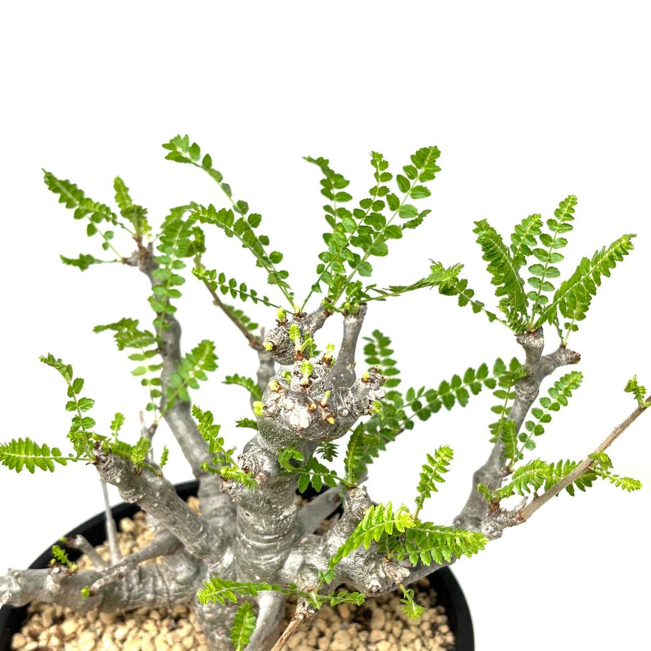 ボスウェリア ネグレクタ