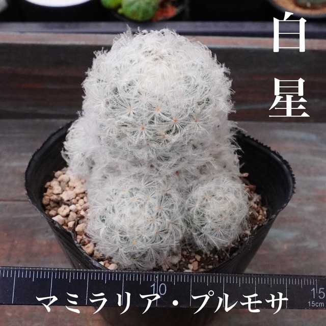 もふもふ【白星（マミラリア・プルモサ）3 】Mammillaria plumosa　サボテン
