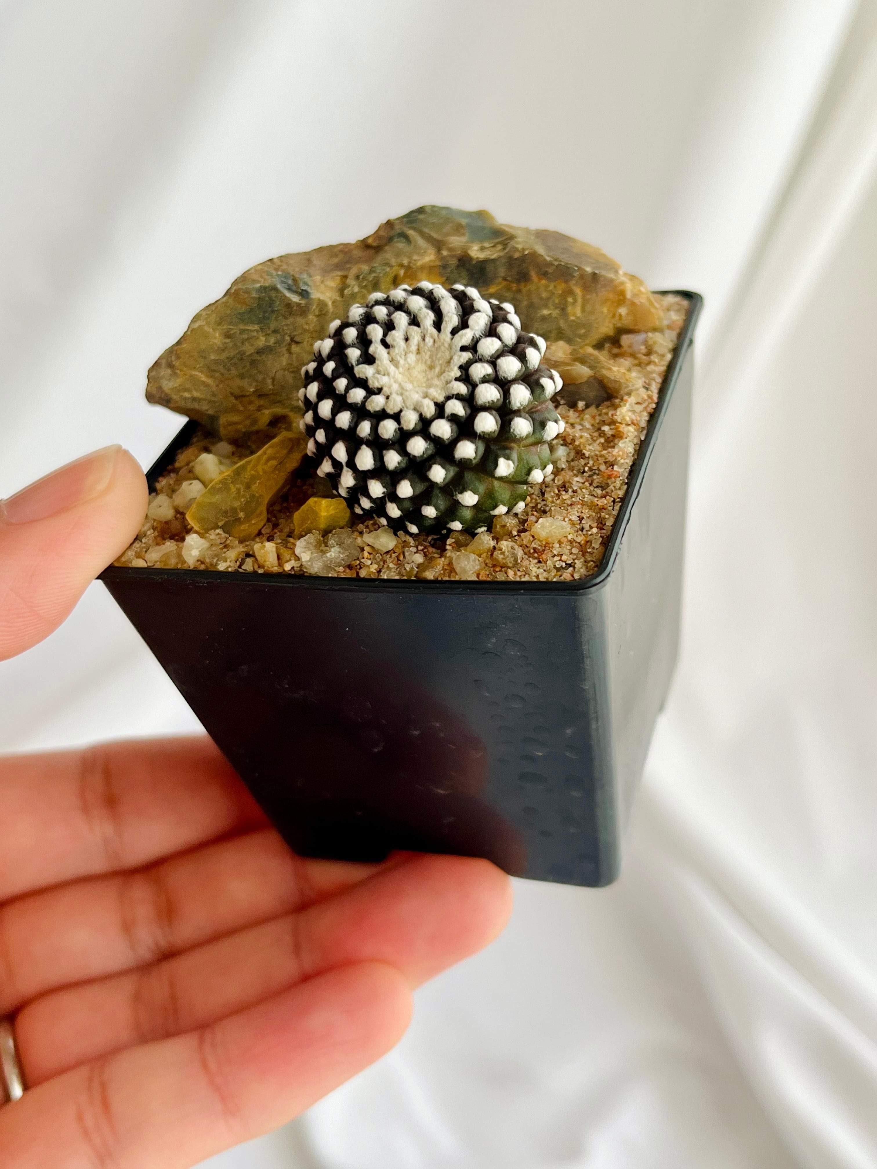 Copiapoa Tenuissima コピアポア テヌイシマ 魚鱗玉 サボテン | plants