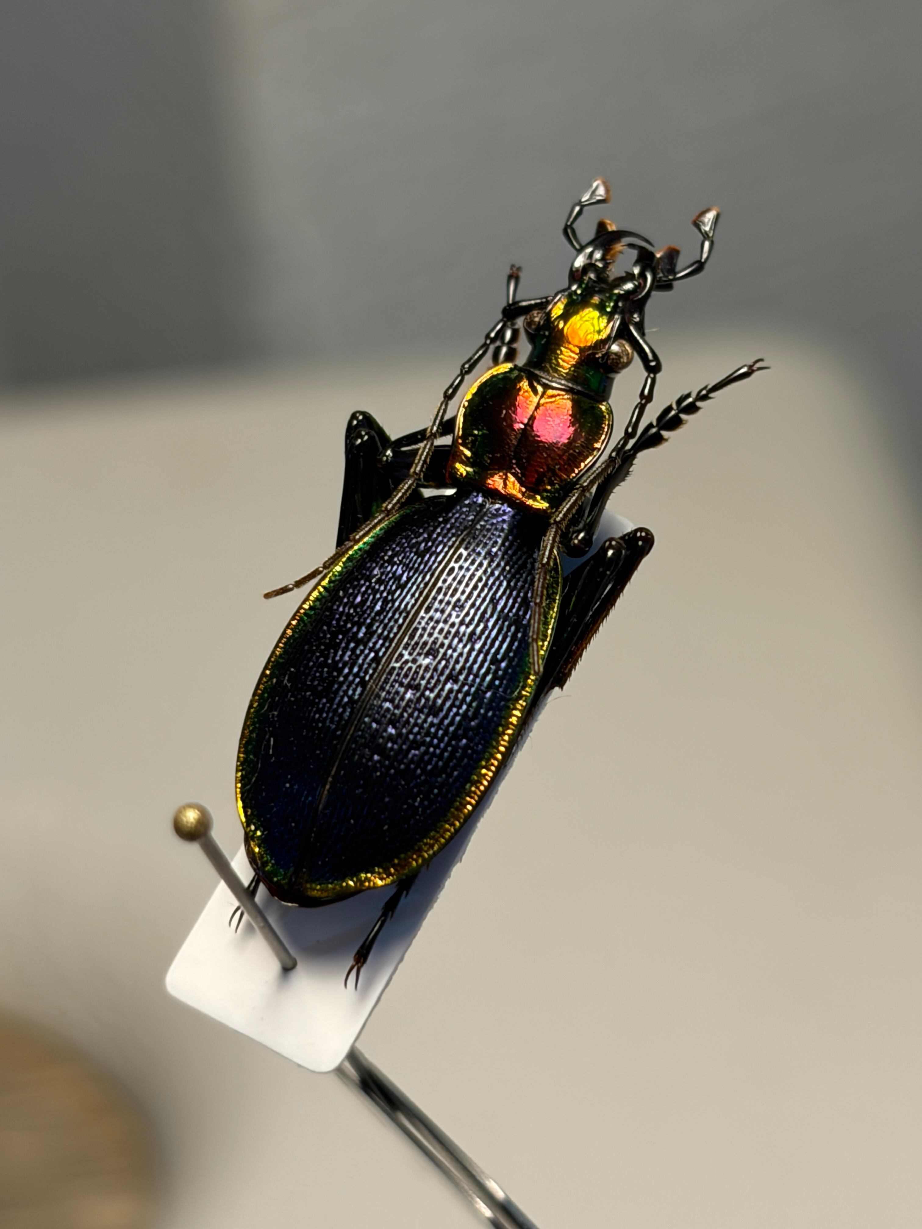 35mm】アルカディアキバナガヒラタオサムシ 標本 ハンミョウ 歩行虫