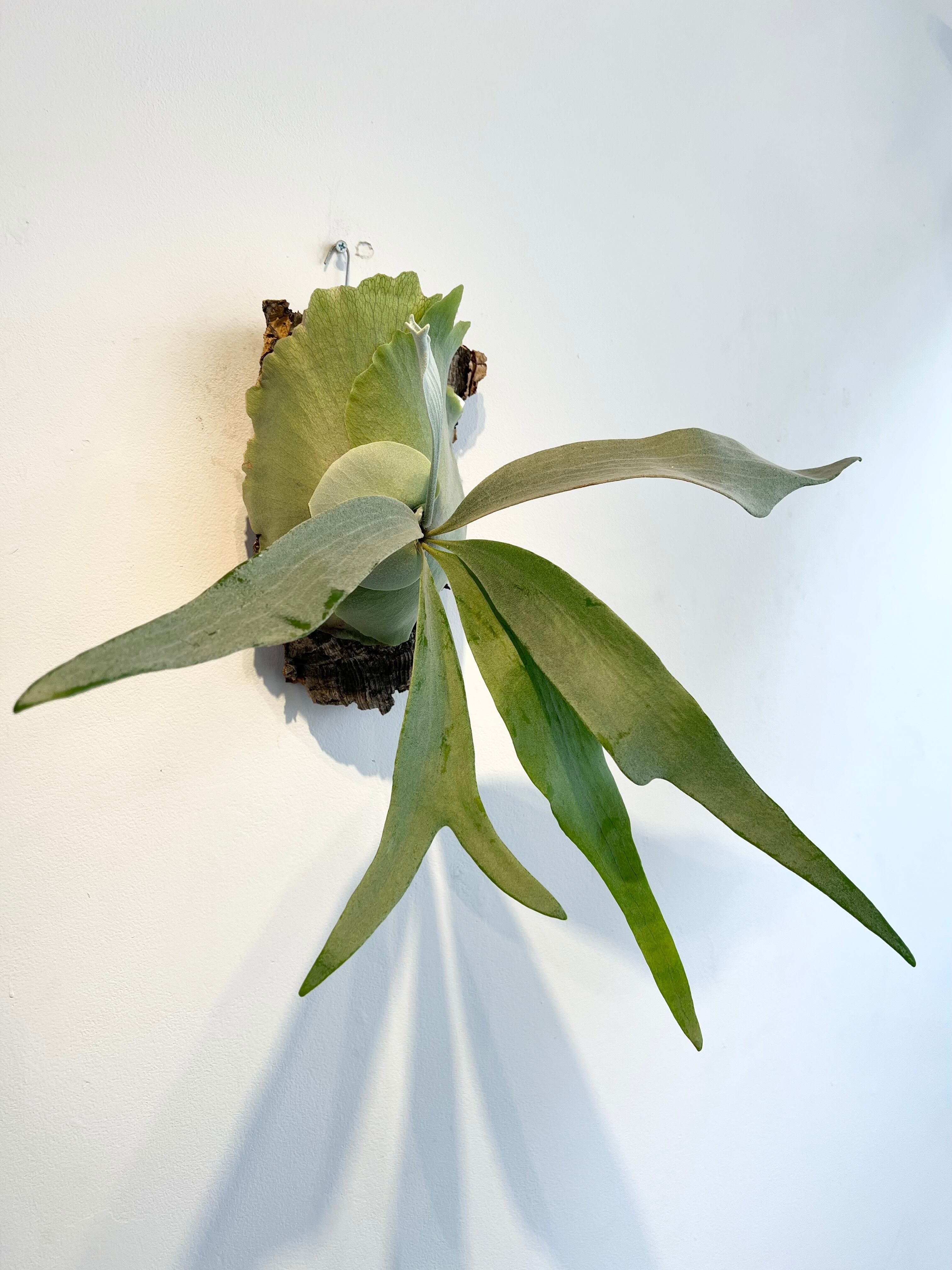 ビカクシダ　ミックススポア　1ケース P. mix spore grown ビカクシダ ミックス スポアリング | vandaka plants