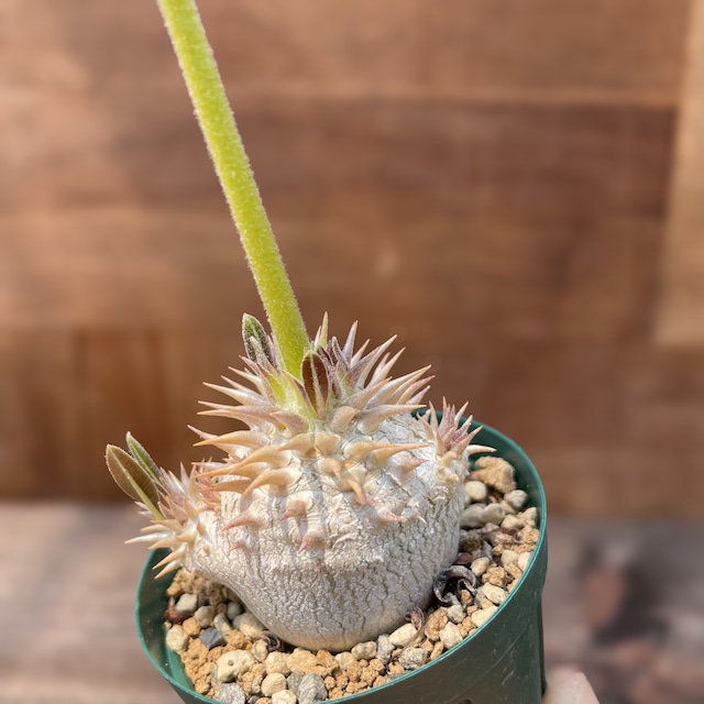 Pachypodium densiflorum var. brevicalyx 【パキポディウム・ブレビカリックス・実生】