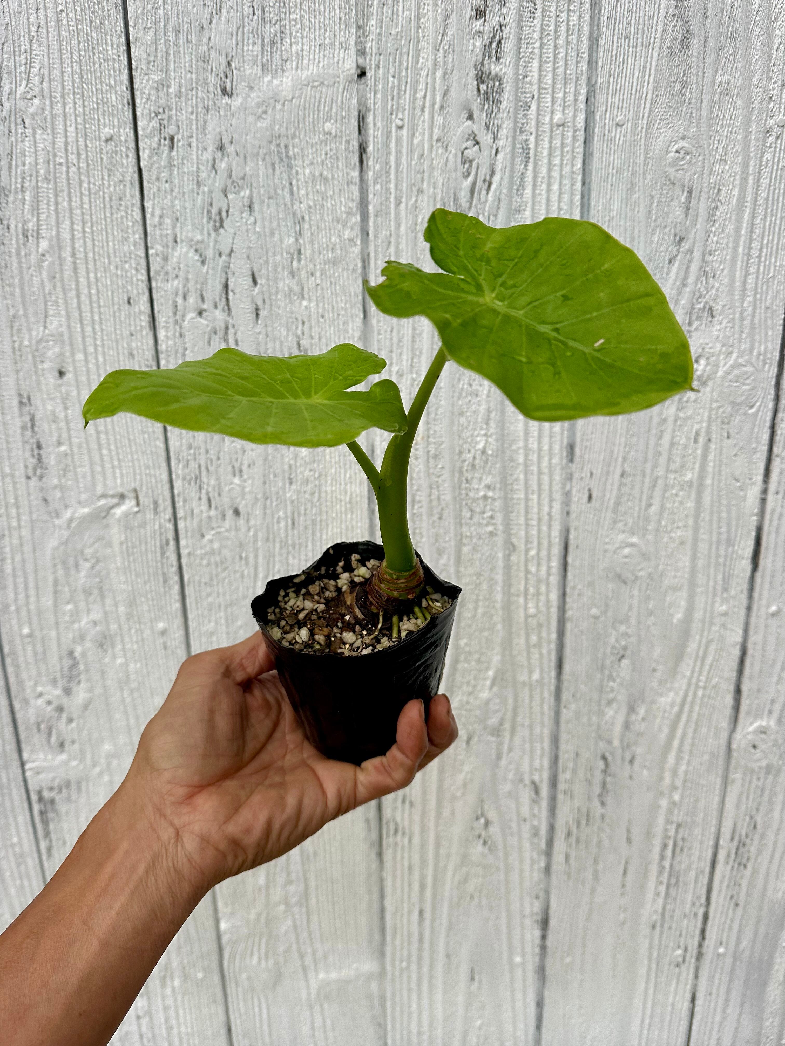 Alocasia Crinkles albo Variegata アロカシア クリンクルズ アルボ