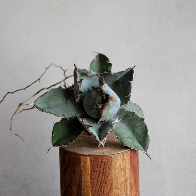 アガベ チタノタ ブラック＆ブルー No.1