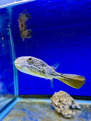 テトラオドン・ムブ