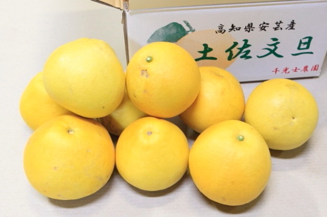 【ご家庭用】土佐文旦　５ｋｇ箱×４箱　Ｌ～４Ｌ　（８～１１玉）×４箱　送料別