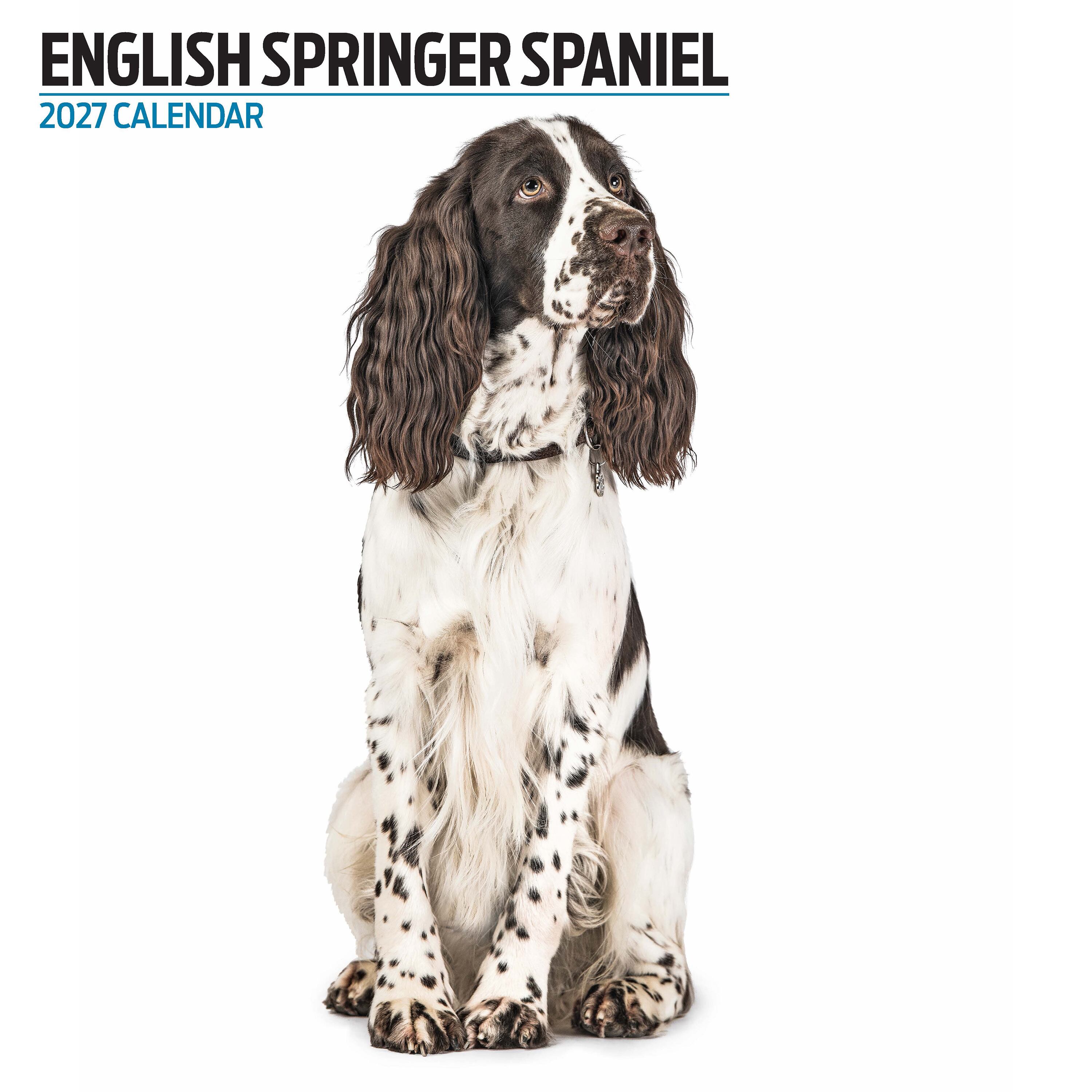 【2027年版】英国製犬種カレンダー【イングリッシュ・スプリンガー・スパニエル】 Modern 2027年版