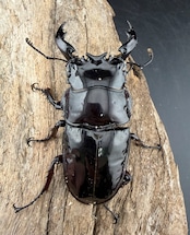 《赤レギウスオオツヤクワガタ 65.5mm ♂単》