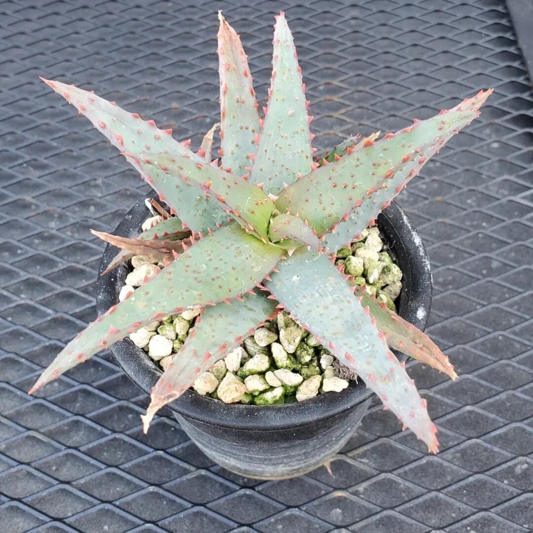 F00388_Aloe Hybrid（TCT）：アロエ・ハイブリッド（子株） | レア