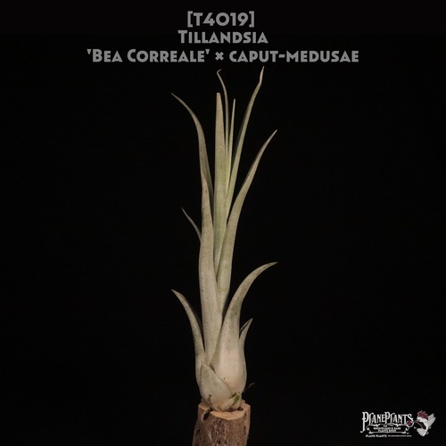 【送料無料】'Bea Correale' × caput-medusae〔エアプランツ〕現品発送T4019