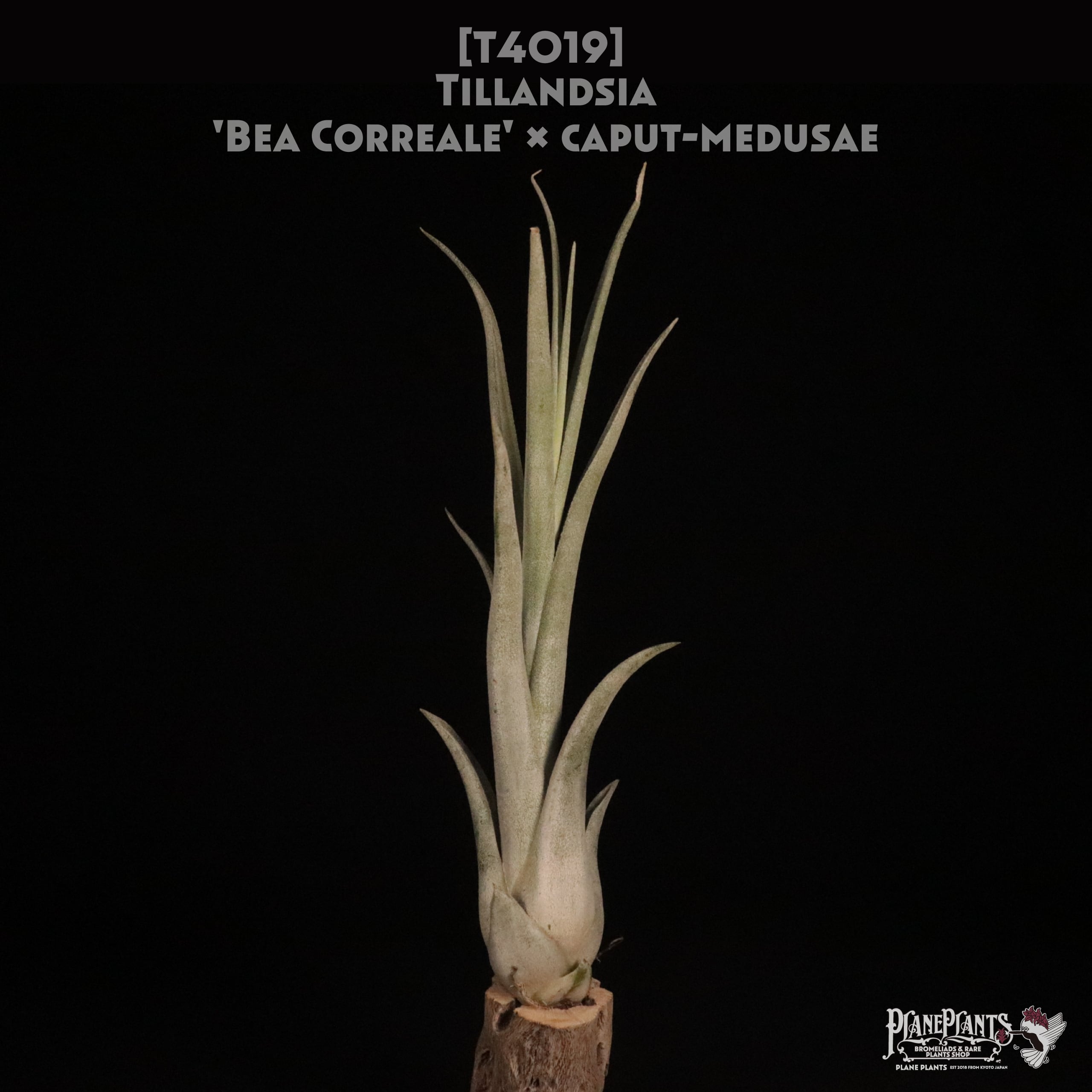 【送料無料】'Bea Correale' × caput-medusae〔エアプランツ〕現品発送T4019