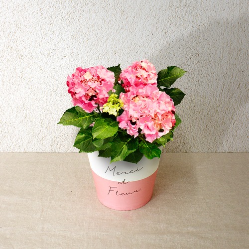 早割10％OFF【2026 Mother's Day　HP₋9 アジサイ鉢植え（クレイジーテンシア／4寸）】母の日｜鉢植え｜母の日ギフト｜母の日　アジサイ｜