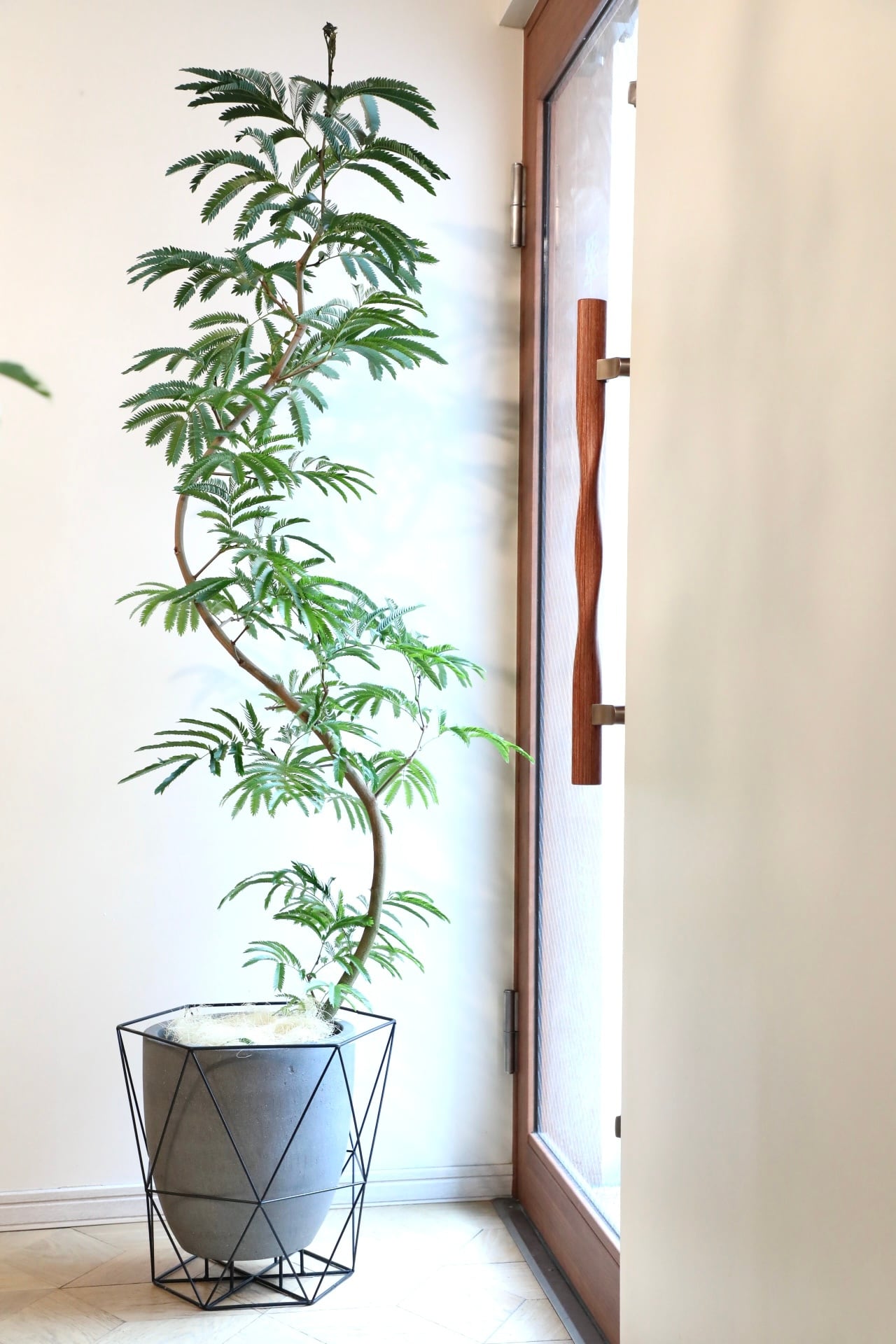 エバーフレッシュ曲❗️観葉植物！可愛い個性的樹形！ボリューム◎！高さ60 ③エバーフレッシュ曲❗️観葉植物！可愛い個性的樹形！高さ58