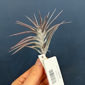 チランジア ジョネシー【738】