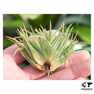 Tillandsia ionantha 'Monstrose'