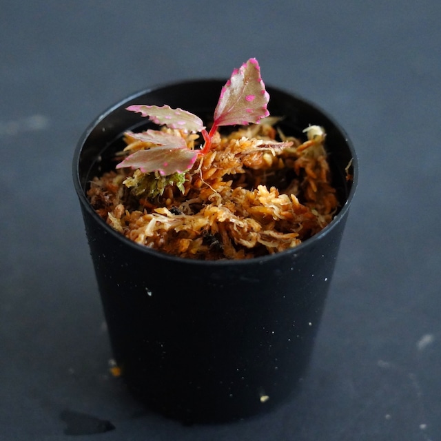 Begonia sp.’Julau’｜苔テラリウム作製用素材◆Lカップ