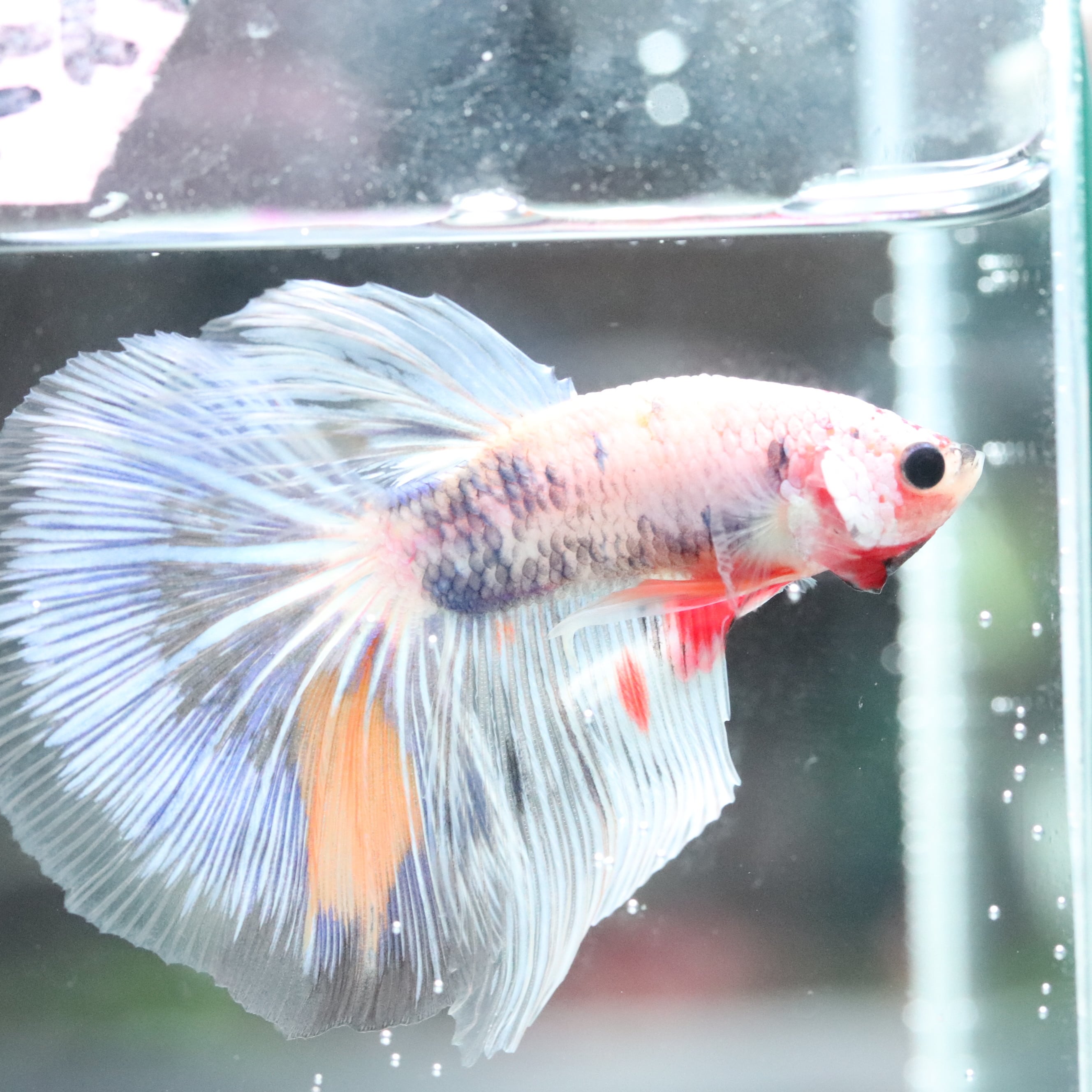 CERAPHICいきもの電球』4000K | aquarium shop earth