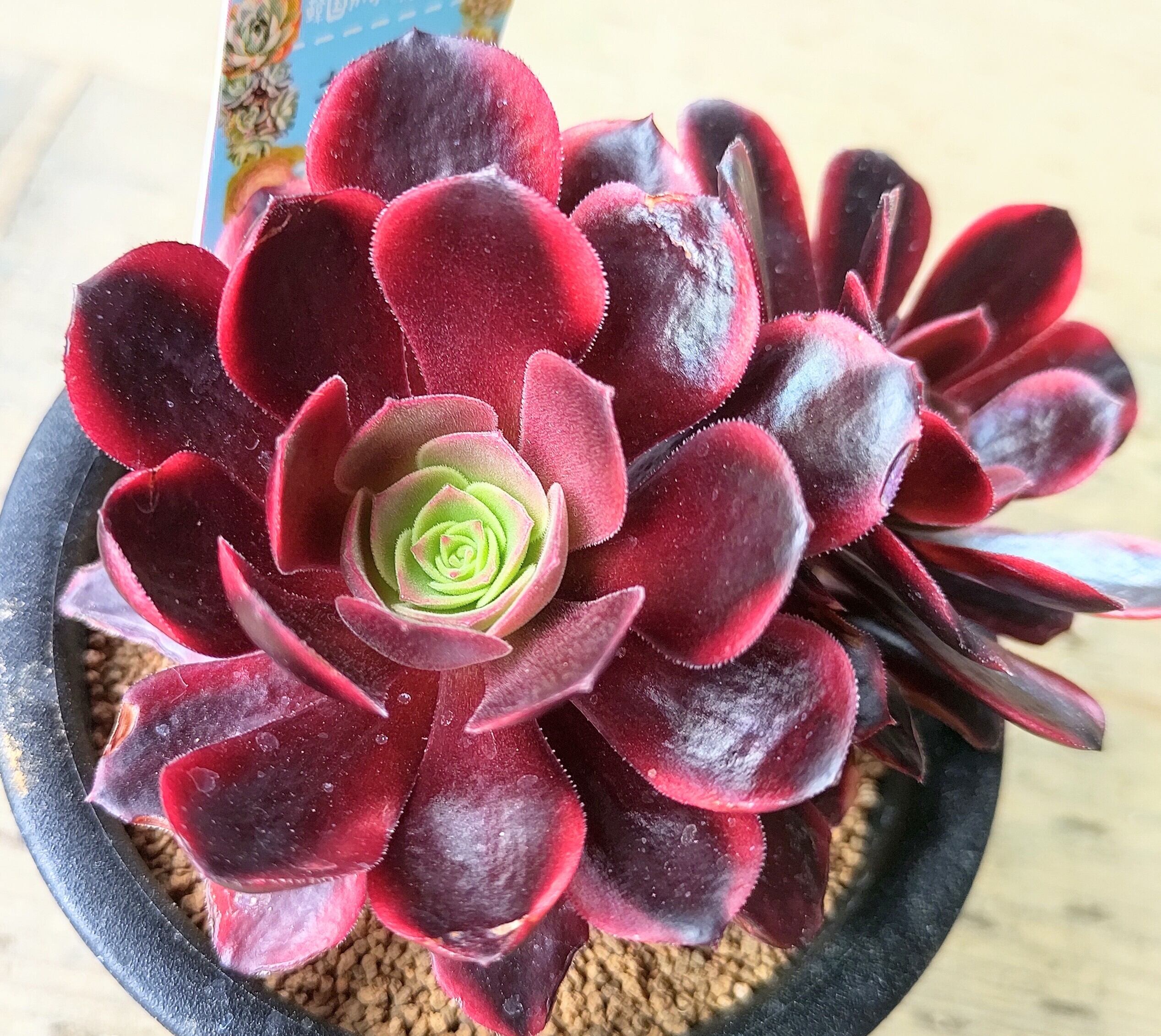 アエオニウム 紫浪 ＃1516 脇枝8個あり メルカル便発送 アエオニウム