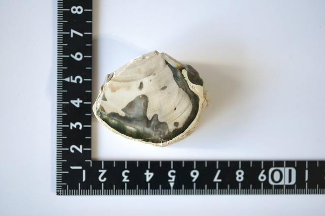 珪化木 Araucarioxylon 790